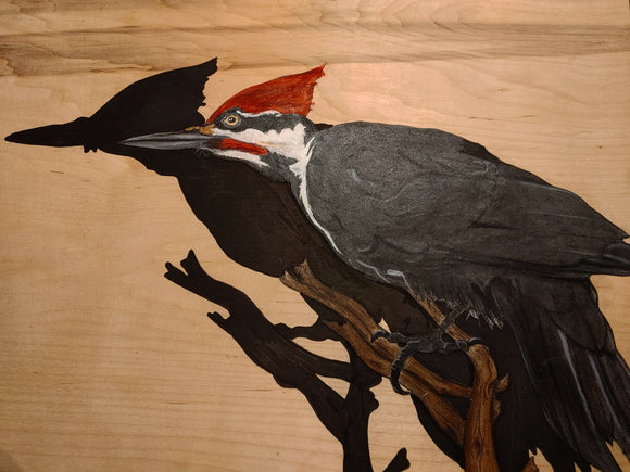 Pileated woodpecker