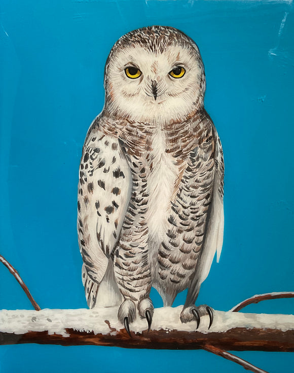 Snowy Owl