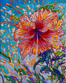 Hibiscus Hurrah-1