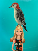 Red Belliedwoodpecker on Barbie Doll-1