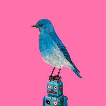 Mountain Bluebird on Toy Robot
