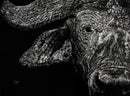 Widowmaker of the Savanna-1