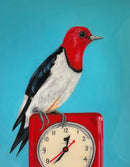 Red Headed Woodpecker on Vintage Clock-1