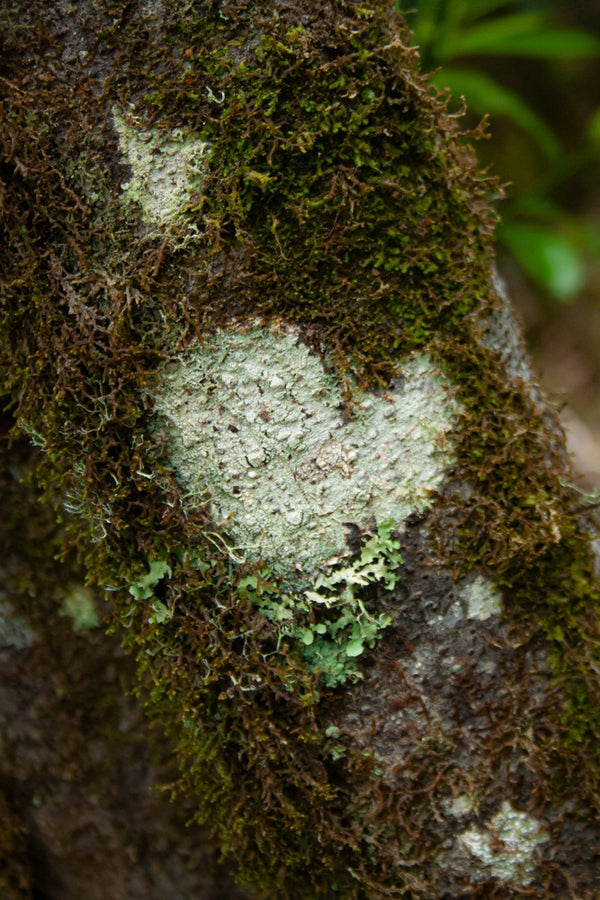 Heart Moss