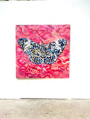 Hamydryayas butterfly-2