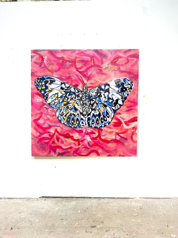 Hamydryayas butterfly