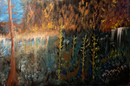 Canadian forest light-1