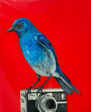 Blue Bunting on Camera-1