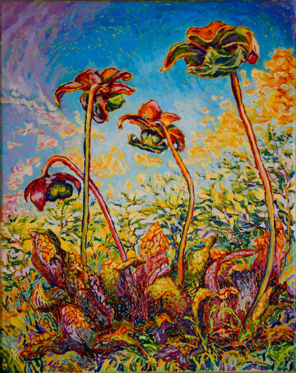 Pitcher Plants II