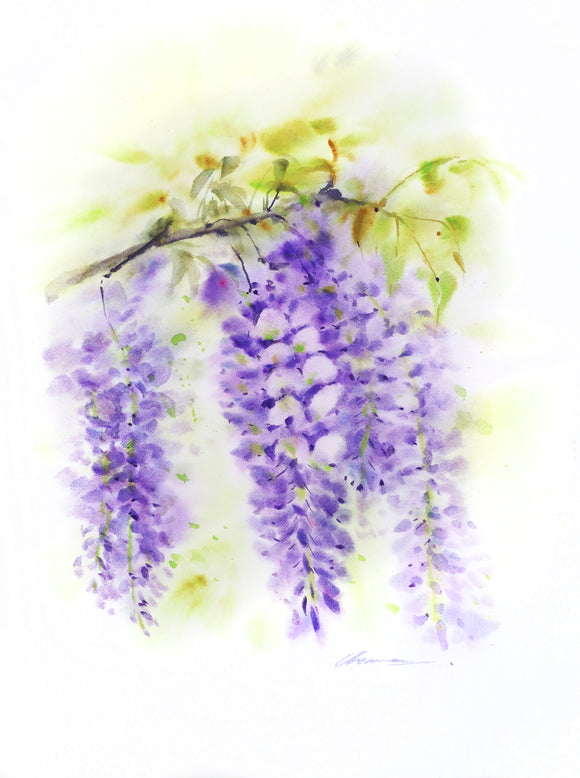 Wisteria Flowers