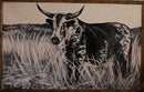 African Bull-1