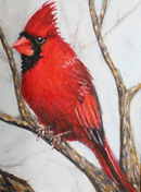 Cardinal-1
