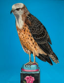Red Tailed Hawk on Antique Tin-1