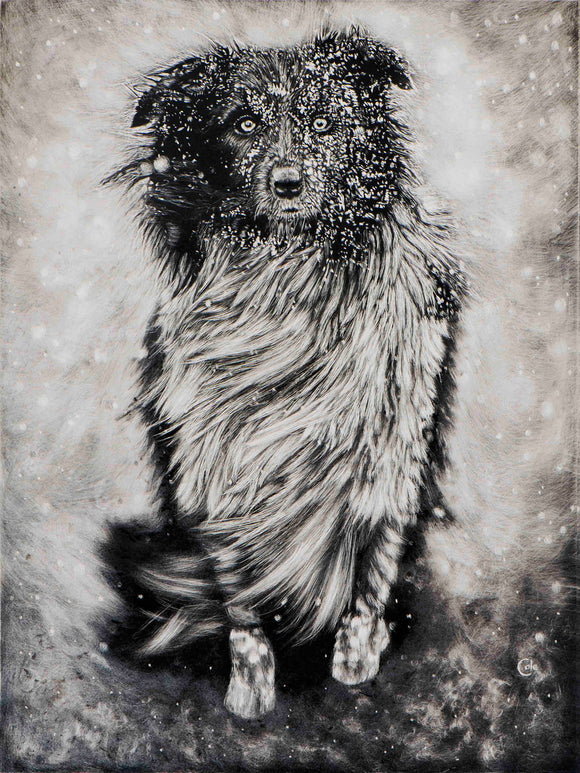 Dog in Winter