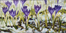 Spring Crocus Study-1