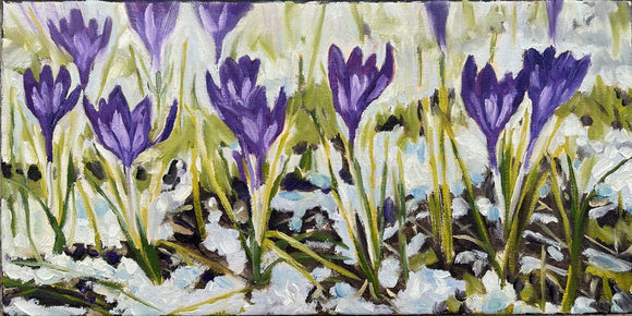 Spring Crocus Study