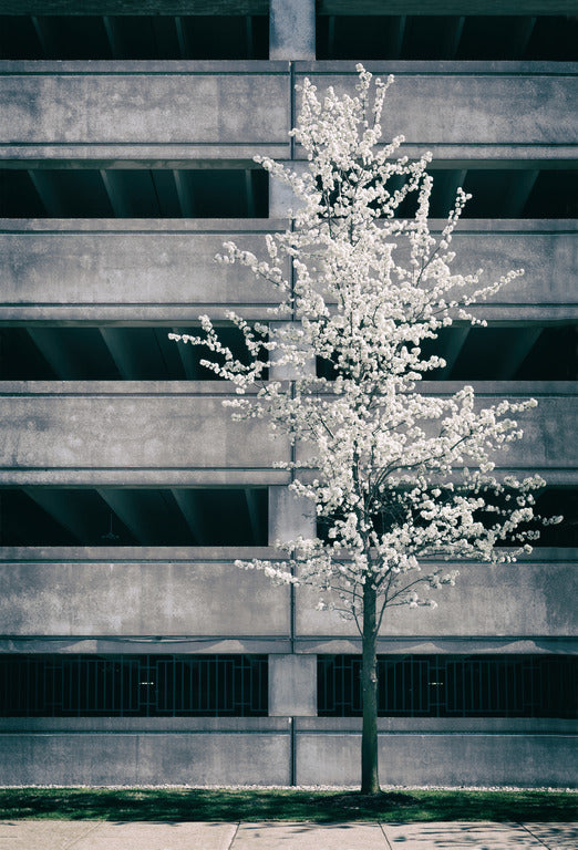 Cherry Blossoms in Detroit
