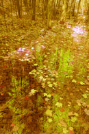 forest-1