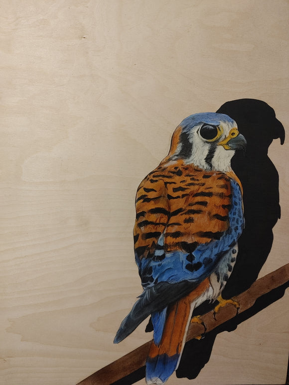 American Kestrel