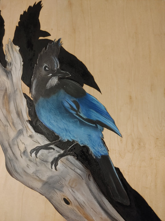 Stellers Jay