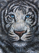 White Tiger Portrait-1