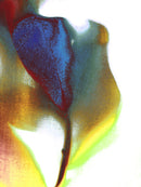 Tulip 14-1