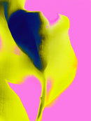 tulip 7   2019series-1