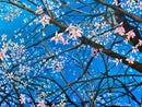 Night Cherry Blossoms-1