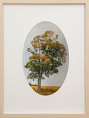 Enduring Roadside Maple Tree-1