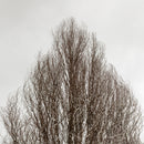 Winter No2-1