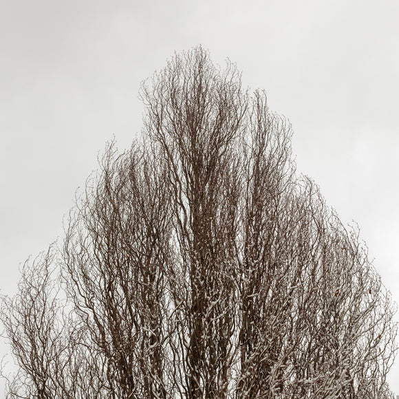 Winter No2
