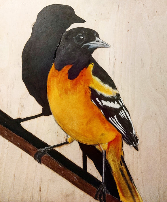 Baltimore oriole