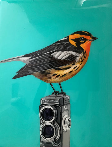 Blackburnian Warbler on Rolleiflex Camera