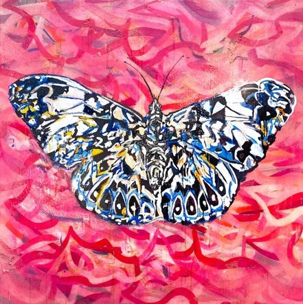 Hamydryayas butterfly