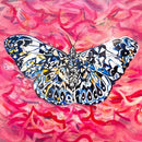 Hamydryayas butterfly-1