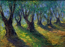 Oran olive trees 2-1
