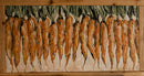 Garden Carrots-1