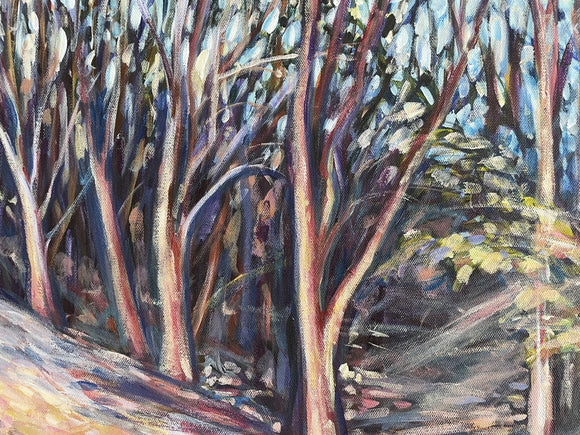 Sun Streams in the Forest