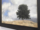 Ponderosa-4