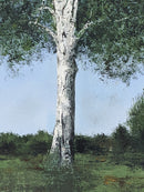 White Birch-4