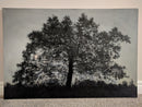 Oak-2