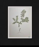 Abstract flowers green-2