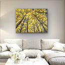 Golden Canopy-2