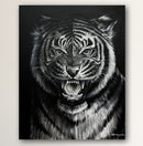 Black and White Tiger Portrait-2