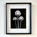 Alliums-2