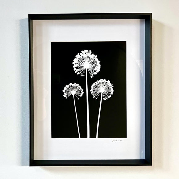 Alliums