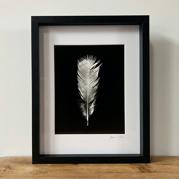 Feathers One