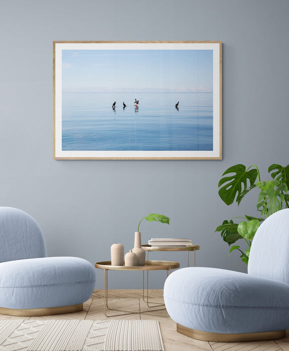 Cormorants No1