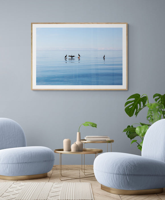 Cormorants No3