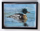 Red Breasted Merganser Drake-2